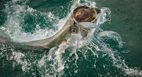 Top Tarpon Fishing in Florida | VISIT FLORIDA