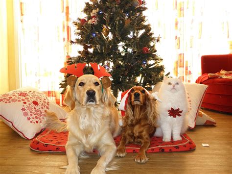 Free photo: Pets, Christmas, Dogs, Cat - Free Image on Pixabay - 962215