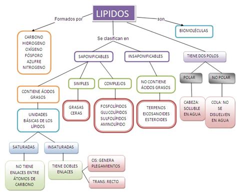 Mapa Conceptual de los Lípidos | Mapas Conceptuales