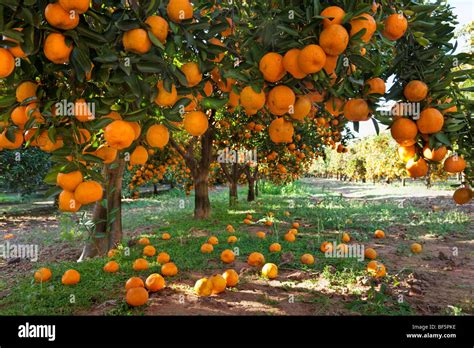 Fruit Trees High Resolution Stock Photography and Images - Alamy