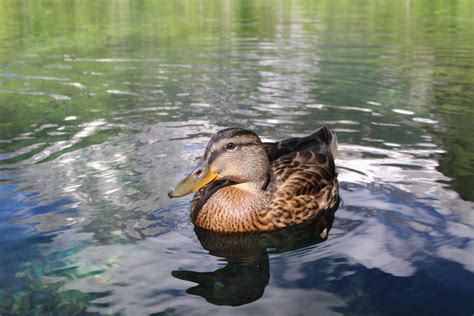 Free Images : nature, wing, lake, pond, wildlife, reflection, beak, fauna, duck, vertebrate ...