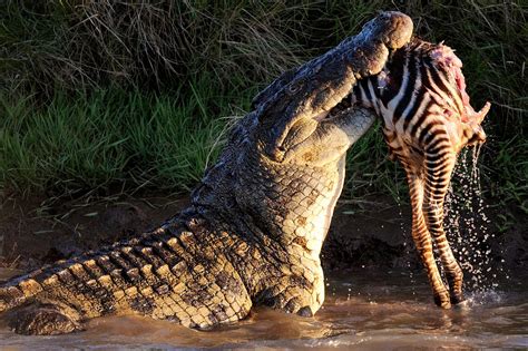 Crocodile attack - Mirror Online