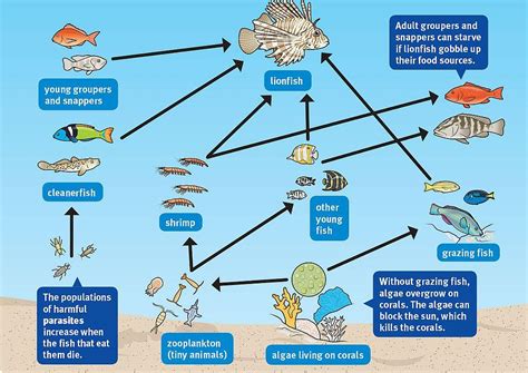 An Invasive Species: The Lionfish | The Great Projects