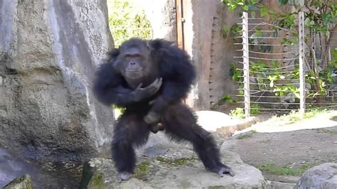 Funny Monkeys Dancing