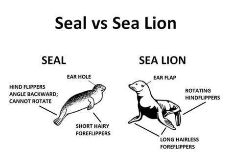 What’s the difference between seals and sea lions? - Free The Ocean