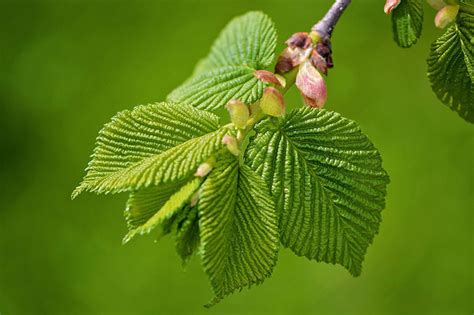 Slippery Elm bark (Ulmus fulva Michaux)