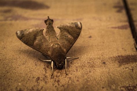 Brown Moth Spiritual Symbolism (Top 9 Meanings) - Give Me History