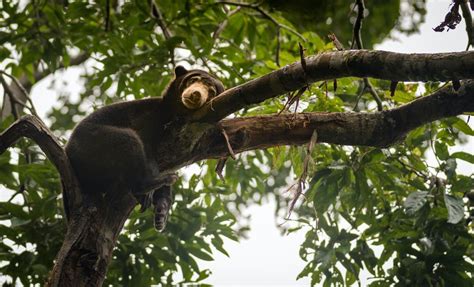 Orang Utan, Sun Bear & Mangrove River Cruise Day Tour | Sandakan - KKday