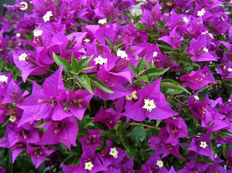 Blühende Bougainvillea (Nyctaginaceae), auch Drillingsblume genannt #Bougainvillea # ...