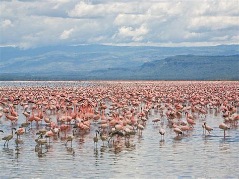 Lake Nakuru Wallpapers - Wallpaper Cave