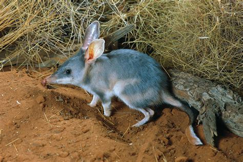 Bilby | marsupial | Britannica