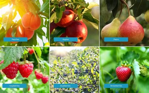 Various branches of horticulture