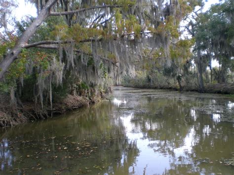 Practical Biology: science for everyone: Louisiana Wetlands and the Mississippi River Delta Part 1