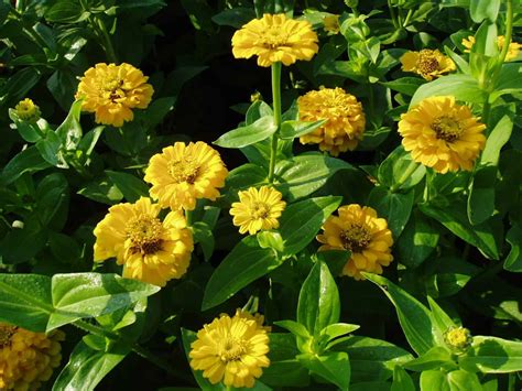 Zinnia Yellow Marvel | All-America Selections