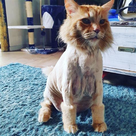 50 Comedically Bad Haircuts Cats And Dogs Edition