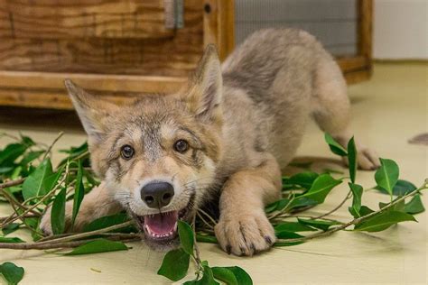 Your day is about to get better... - Shadow the wolf pup playing in the ...