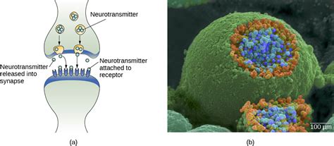 Neurons – General Psychology