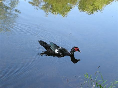 Duck Water Reflection free image download