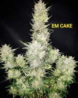 E-M Cake (E-M Seeds) :: Cannabis Strain Info