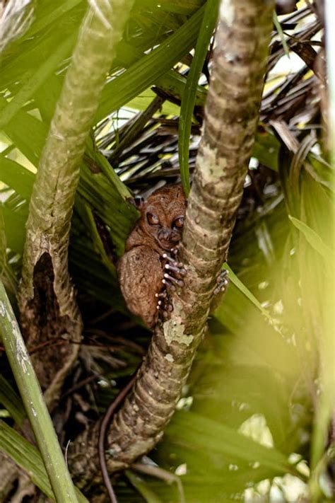 Tarsier Photos, Download The BEST Free Tarsier Stock Photos & HD Images