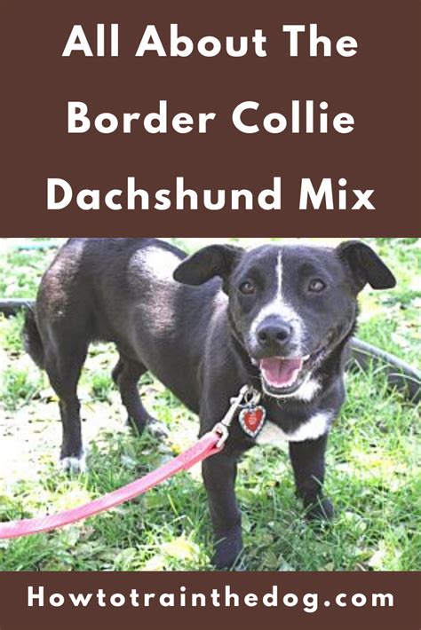 All About The Border Collie Dachshund Mix (With Pictures) in 2021 | Dachshund mix, Border collie ...