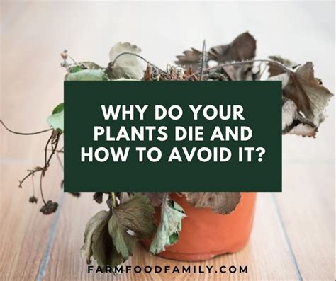 15 Causes Why Are Your Plant Dying and How To Revive Them - The Pro Garden