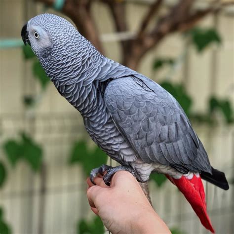 Terry's Parrot Farm – Parrot for sale