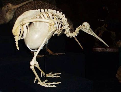 Kiwi eggs can take up 30% of the pregnant kiwi's body size :) | Animal skeletons, Skeleton ...