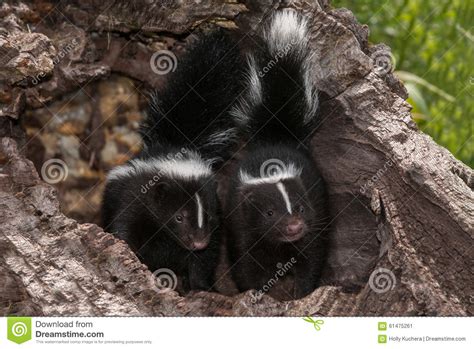 Baby Striped Skunk (Mephitis Mephitis) Kits With Tails Up Royalty-Free Stock Image ...