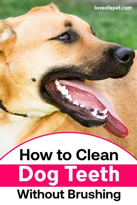 How to Clean Dog Teeth Without Brushing: 5 Easy Ways - Love Of A Pet | Dog teeth, Dog teeth ...