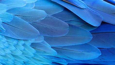 Blue Macaw Feathers | Amethyst Tiger