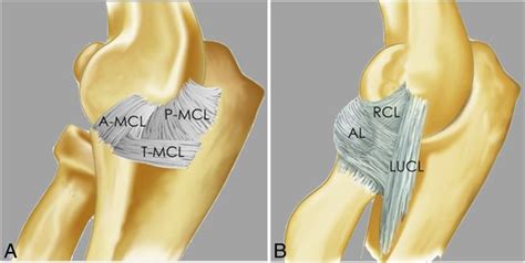 The elbow: review of anatomy and common collateral ligament complex ...