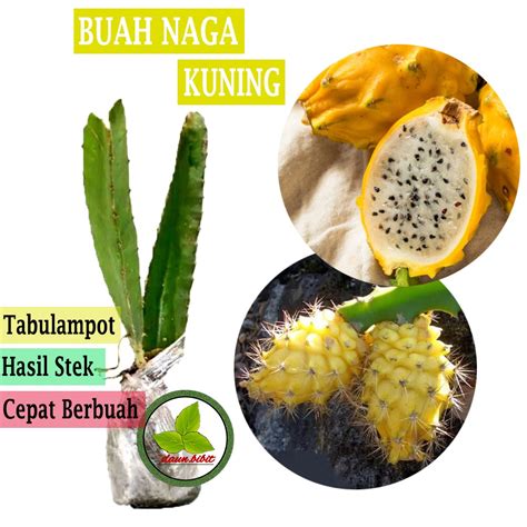 Jual Bibit Buah Naga Kuning Sudah Berakar Siap Tanam | Shopee Indonesia