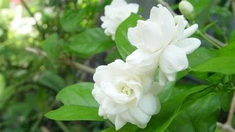 Jasmine Flower in Madurai - Latest Price & Mandi Rates from Dealers in Madurai