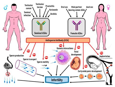 Anti B Antibodies In Pregnancy at Nathaniel Styles blog