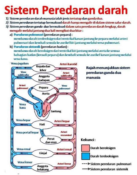 Ilmu Pengetahuan: Sistem Peredaran Darah pada Manusia