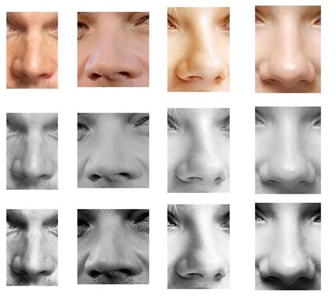 Nose types, Nose, Photo shape