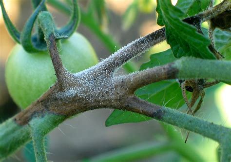 Late blight on tomatoes