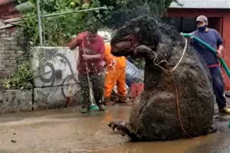 Shocked workers find huge "rat" in the sewers