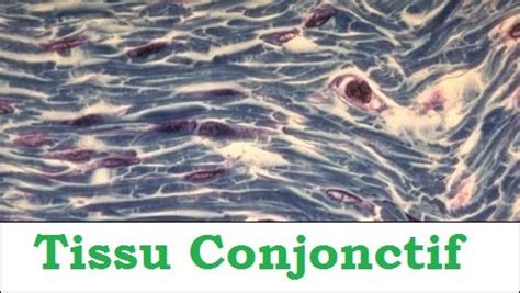 Tissu Conjonctif | Tissus conjonctif, Tissus, Tissu musculaire