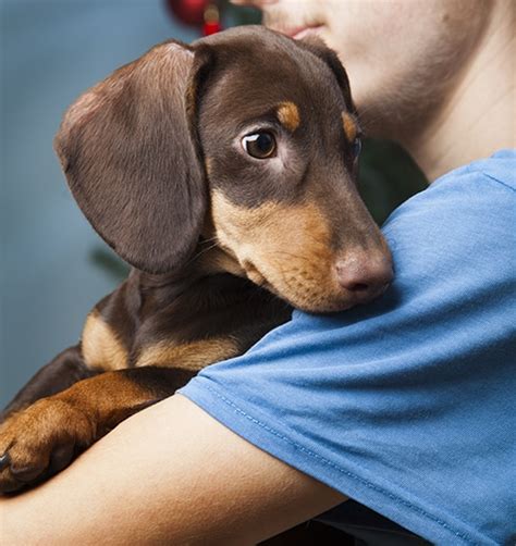 Top 106 Dachshund Rescues In The USA - Dachshund Station