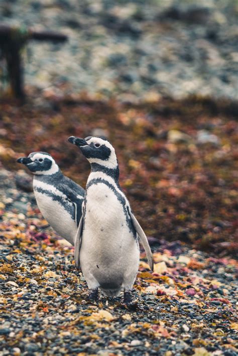 March Of The Penguins And The Roar Of Sea Lions In Punta Arenas, Chile ...