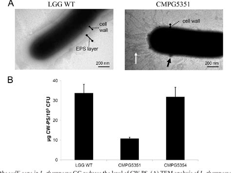 Lactobacillus rhamnosus GG | Semantic Scholar