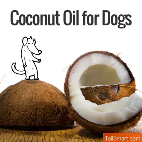 Coconut Oil For Dogs