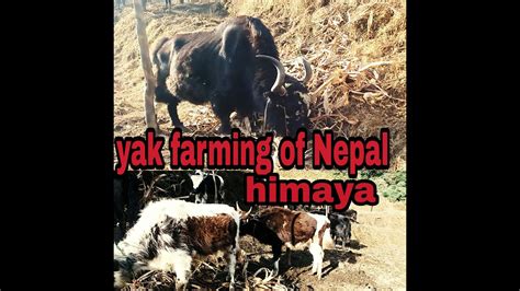 yak farming of Nepal. - YouTube