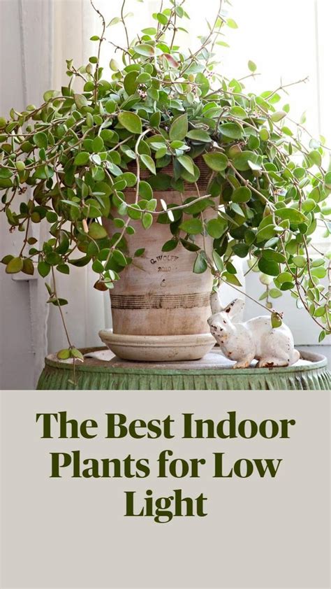 The Best Indoor Plants for Low Light | Pinterest