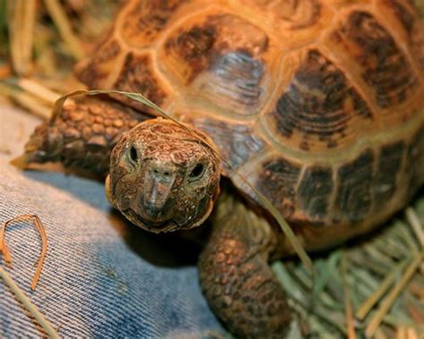 Caring for and Feeding a Russian Tortoise - PetHelpful