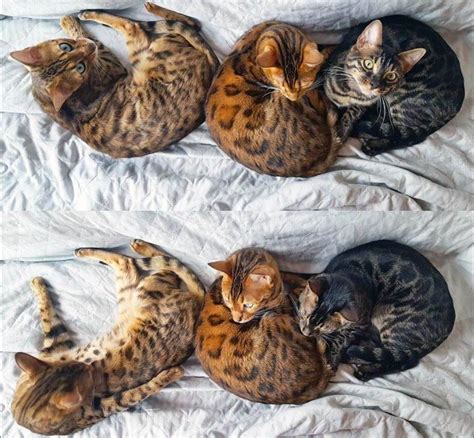 original spotted tabby pattern found in domestic cats has been modified ...