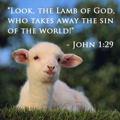 a lamb sitting in the grass with a bible verse on it's front cover