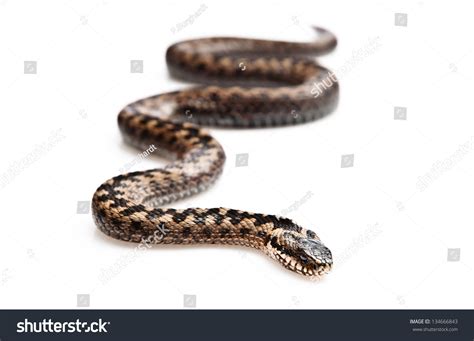 Common Adder Stock Photo (Edit Now) 134666843